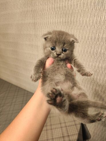 Pişiklər: Şotland yastı qulaq, Erkək, Dişi, Yaxşı əllərə, Ünvandan götürmə, Pulsuz çatdırılma, Ödənişli çatdırılma — 175