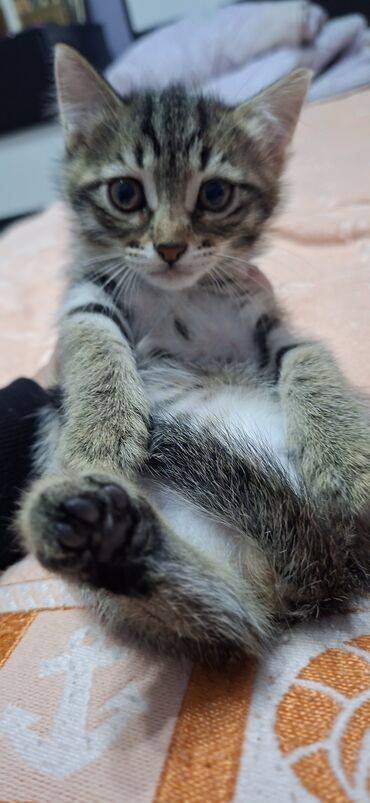 отдам в хорошие руки щенка маленькой породы: Шотландская длинношерстная, Самец, В добрые руки