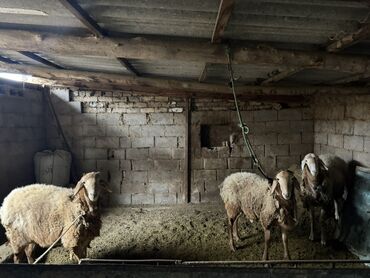 срочно продаю в связи с переездом: Продаю | Овца (самка) | Для разведения | Матка