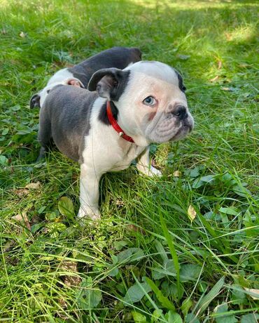 Psi: Odgajivacnica pasa "Happy Puppies" ima u ponudi prelepe stence — 2