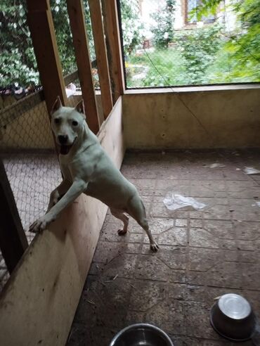 İtlər: Pitbul, 1 il, Erkek, Peyvəndli lalafo.az -da İtlər: Pitbul, 1 il, Erkek, Peyvəndli