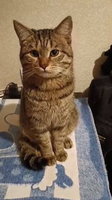 переноски для животных: Отдам кота в хорошие руки Кота зовут Барсик Ему чуть больше полгода