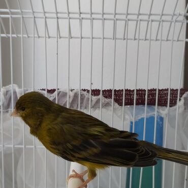 lal ördək balası: Bulbul- kanareyka yasil reng
Erkey oxuyur
Real alicilar narahat etsin