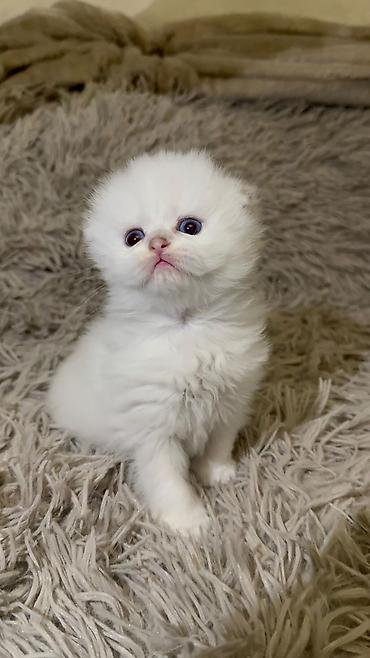 Pişiklər: Şinşilla -da lalafo.az — 4 Pişiklər: Şinşilla — 4