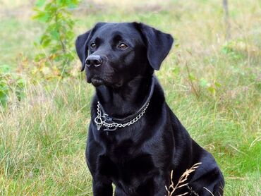 İtlər: Labrador-retriver, 7 ay, Erkek, Peyvəndli, Ünvandan götürmə