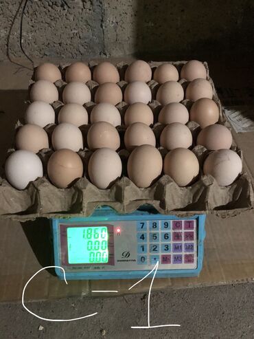 яйца бройлера в бишкеке: Продаю яйца в любом количестве. С1 и С2