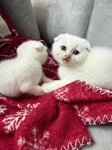 Pişiklər: Şotland yastı qulaq, Erkək, Dişi, Yaxşı əllərə, Ünvandan götürmə, Pulsuz çatdırılma, Ödənişli çatdırılma — 28