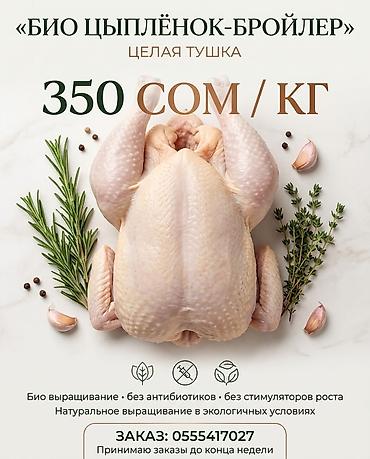 🐔 СВЕЖИЙ БИО-ЦЫПЛЁНОК-БРОЙЛЕР — 350 сом/кг Цыплята выращены в