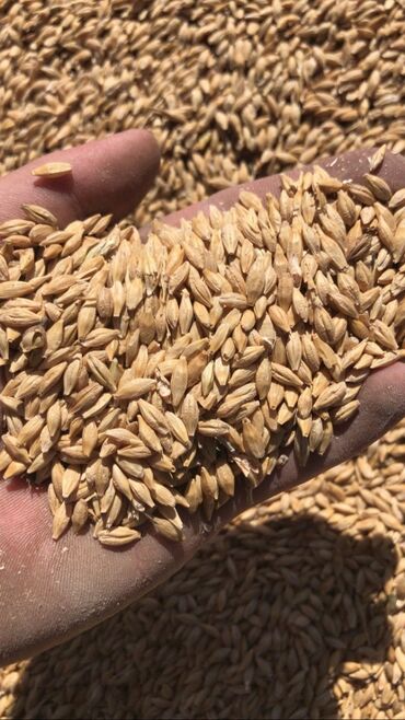 живой корм: Ячмень пшеница доставкой ! Арпа буудай доставка доставка от 5тонн и