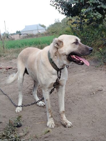 kangal: Kanqal, 3 il, Erkek, Ünvandan götürmə