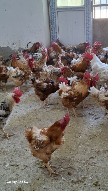 xoru: Xoruz, il: 1, Ünvandan götürmə