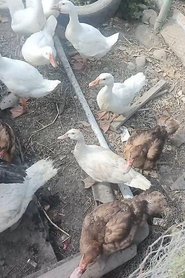 rottweiler balasi satilir: ,lal ördəklər dekarativ,çatdirilma var — 6