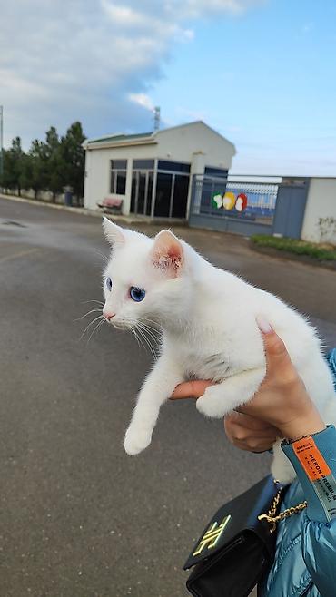 Кошки: Самка, В добрые руки, Самовывоз — 1