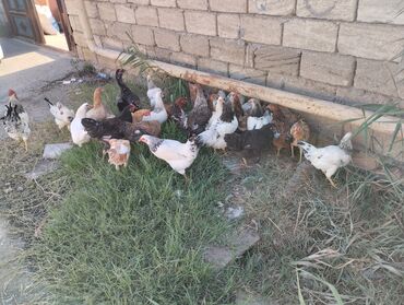 Курица, Для разведения, Платная доставка