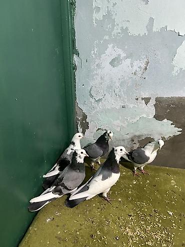 göyercinler: Hamsi saglam ucuwdu heyvanlardi — 2