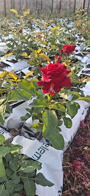 qırmızı gübrə: Məhsul: Qırmızı qızılgül kolu (tez-tez və bol çiçək açan hibrid çay — 2
