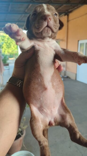İtlər: Pitbul, 1 ay, Erkek, Ünvandan götürmə