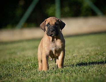 velika pudla: Na prodaju stenci Presa Canario izuzetnih krvnih linija, sa ozbiljnim — 4