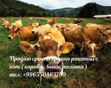 сельскохозяйственные животные продажа: Продается крупный рогатый скот. В стаде есть коровы, быки и телята