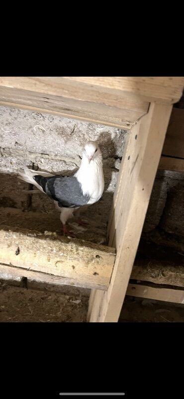 Göyərçinlər: Göy nişanlar ağlar 30dan coxdu balalarnan hamisi 10azn den abtavoy — 4