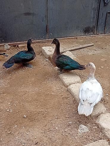 hind ordəyi: Hamısı lal ördəklərdi 7 ədəddir. ən az çəki vereni 2 kilodu.hamisi bir — 5