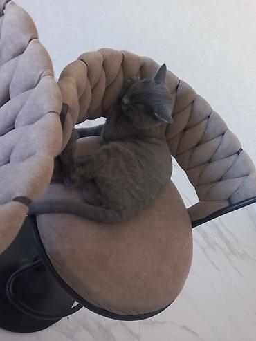 Pişiklər: Britan, Dişi, Yaxşı əllərə, Ünvandan götürmə — 1