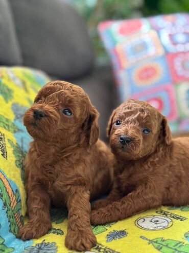 Psi: Nasa odgajivacnica se nalazi u Indjiji i bavimo se uzgojom pasa 15 — 6