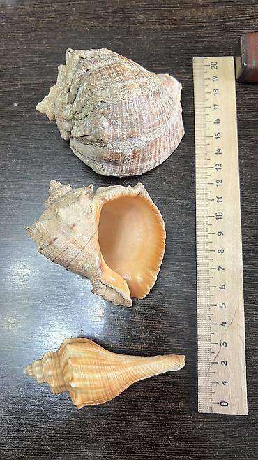 Аквариумы: Ракушки натуральные натуральные камни для аквариума Уступлю at lalafo.kg — 11 Аквариумы: Ракушки натуральные натуральные камни для аквариума Уступлю — 11