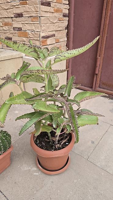 bezek bitkileri haqqinda melumat: Otaq və balkon üçün saksı bitkiləri dəsti 6 li destimiz endirmde — 8