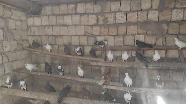 продажа птиц в баку: Göyərçinlər satılır .tərgidirəm deyə hamısın satıram 65 quşdu . Qiymət — 2