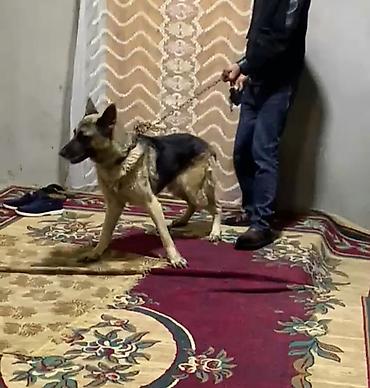 setter it cinsi: Alman çoban iti — 4