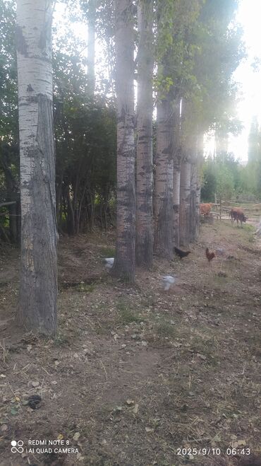 талас терек: Продаются зрелые тополя (несколько стволов в ряду) для заготовки