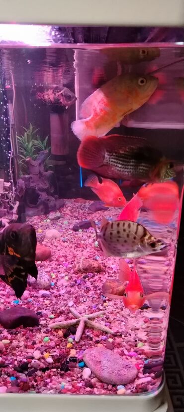 Akvariumlar: Salam zavod akvarium olcusu 1.20_60_45 yanlari aval 2 dene filteri — 2