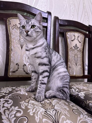сколько стоит американская короткошёрстная кошка: Вязка: Британская короткошёрстная, Мальчик, 1 год, Белый