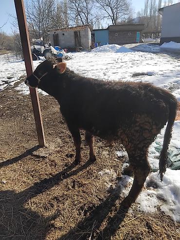 Коровы, быки: Продаю | Бык (самец) | Полукровка | На откорм — 29