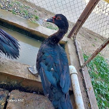 at satsi: Təmiz qan Orginal Zümrüdü Lal ördəy bir erkəy bir fərə qanının — 4