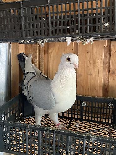 alman ovcarkası satılır: Hunkari erkey.heyvanin gizginligna soz ola bilmez.baki ve bezi — 2