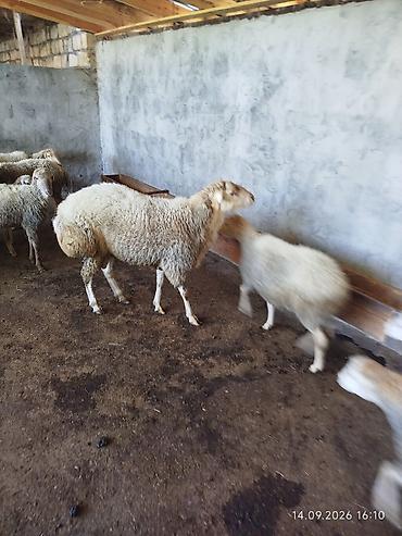 col heyvanları haqqında məlumat: Damazlıq üçün sağlam və peyvənd vurulub.Tatalar sortudur təmiz qan — 7