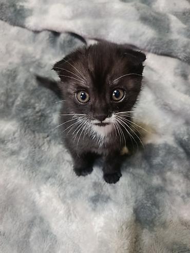 Продажа кошек: 🐱 Продам породистых вислоухих котят! Очень красивые и милые котята 🥰 — 1