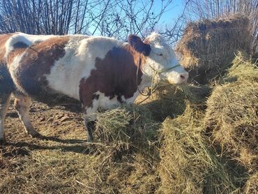 сатам алмашам: Сементаль Уй сатылат эт багытына сут багытына дагы боюу 160 +- 2ни