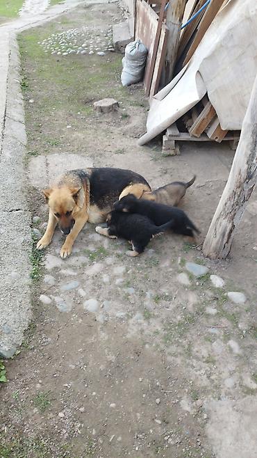 Продажа собак: Щенки немецкой овчарки - Порода: немецкая овчарка, классический — 4