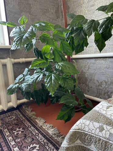 Другие товары для дома и сада: Продам китайскую розу