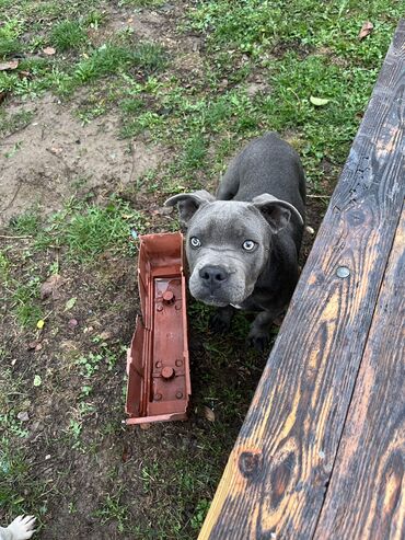 pomeranac beli cena: Stene extrem american bully na prodaju, radim zamenu za muzjaka