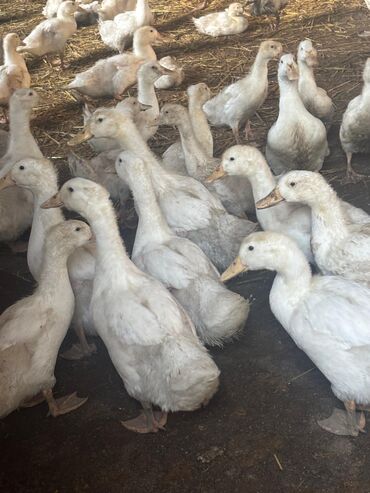 Cücələr: Salam şekilde gördüyünüz Pekin ördekleri tecili satılır qiymət 9 manat