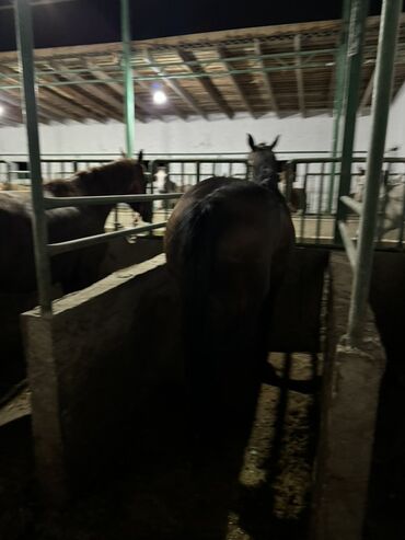 Лошади, кони: Продаю | Жеребенок, Кобыла (самка), Конь (самец) — 3