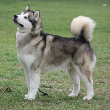 сколько стоят хаски: Husky dog, 5 months age dog, Female dog gender, С прививкой