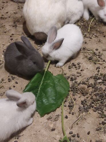 karlik dovşanlar: Карликовые крольчата. Возраст 1 2месяц. Здоровые. Karlik dovşan