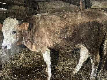 Inəklər, öküzlər: Erkək, il: 1, 100120 kq, Damazlıq, Ətlik, Ünvandan götürmə — 18