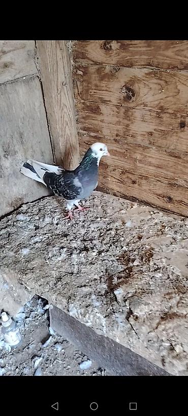 goyercin sekli: Bir quwxananin quwlaridi icinde ucuwu bilinen kotuk quwlar var goy — 5