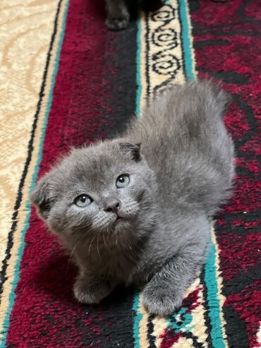 кошка вязка: Скотиш Фолд (Шотландская вислоухая), 2 месяца, Девочка, Серый, Приучена к лотку
